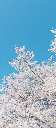 岡崎の桜